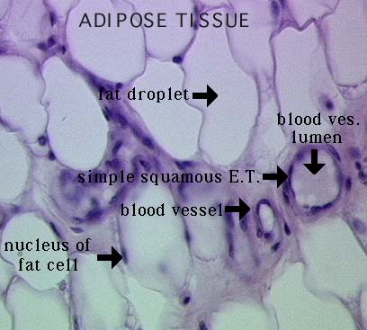 Рис. 1. Жировая ткань