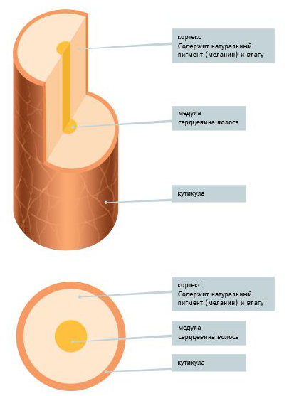 Строение волоса