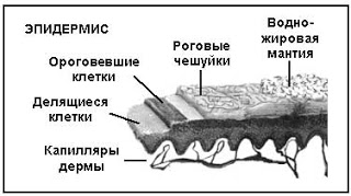 гидролипидная мантия кожи